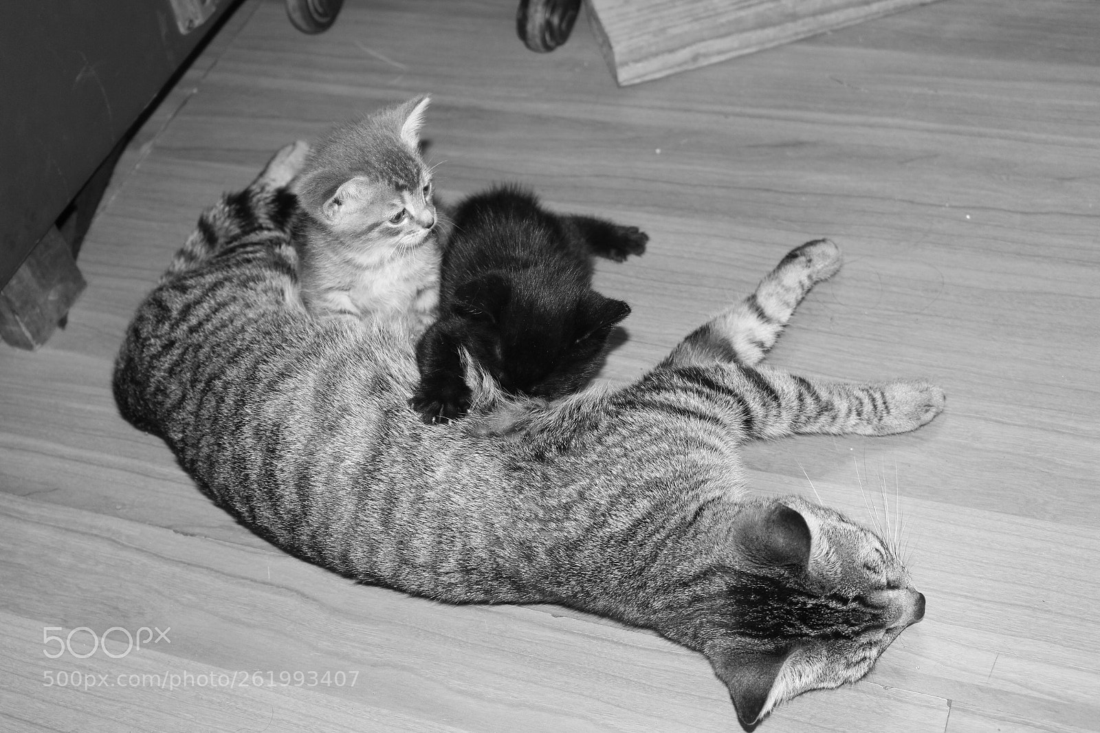 Canon EOS 700D (EOS Rebel T5i / EOS Kiss X7i) sample photo. Img photography