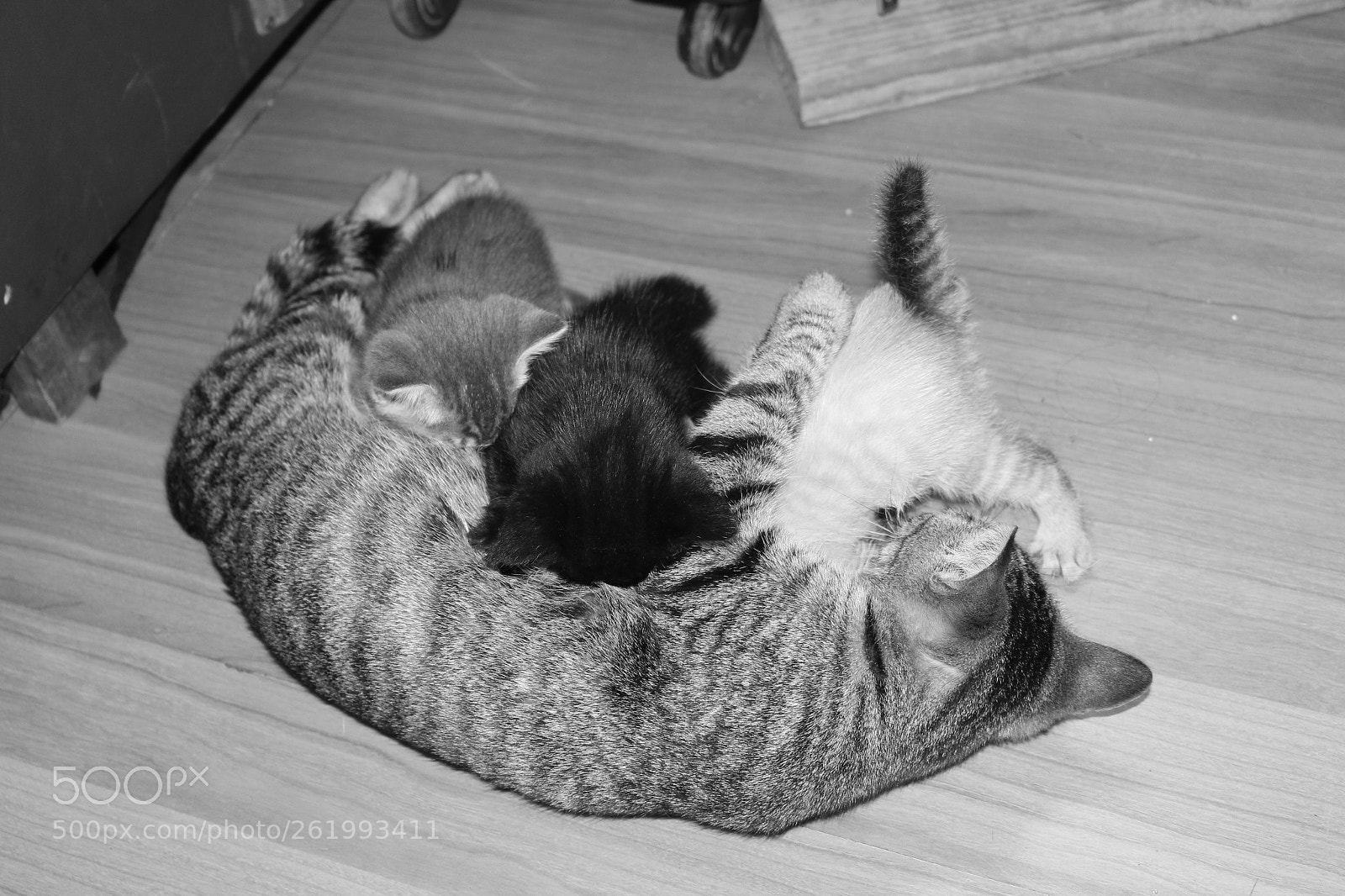 Canon EOS 700D (EOS Rebel T5i / EOS Kiss X7i) sample photo. Img photography