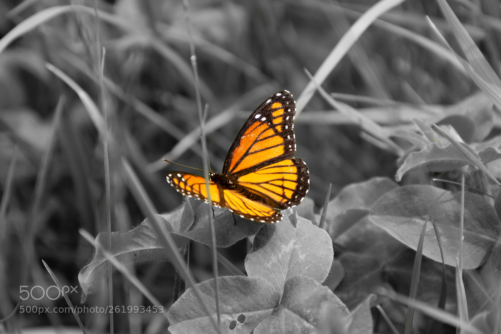 Nikon D3200 sample photo. Limitless beauty photography