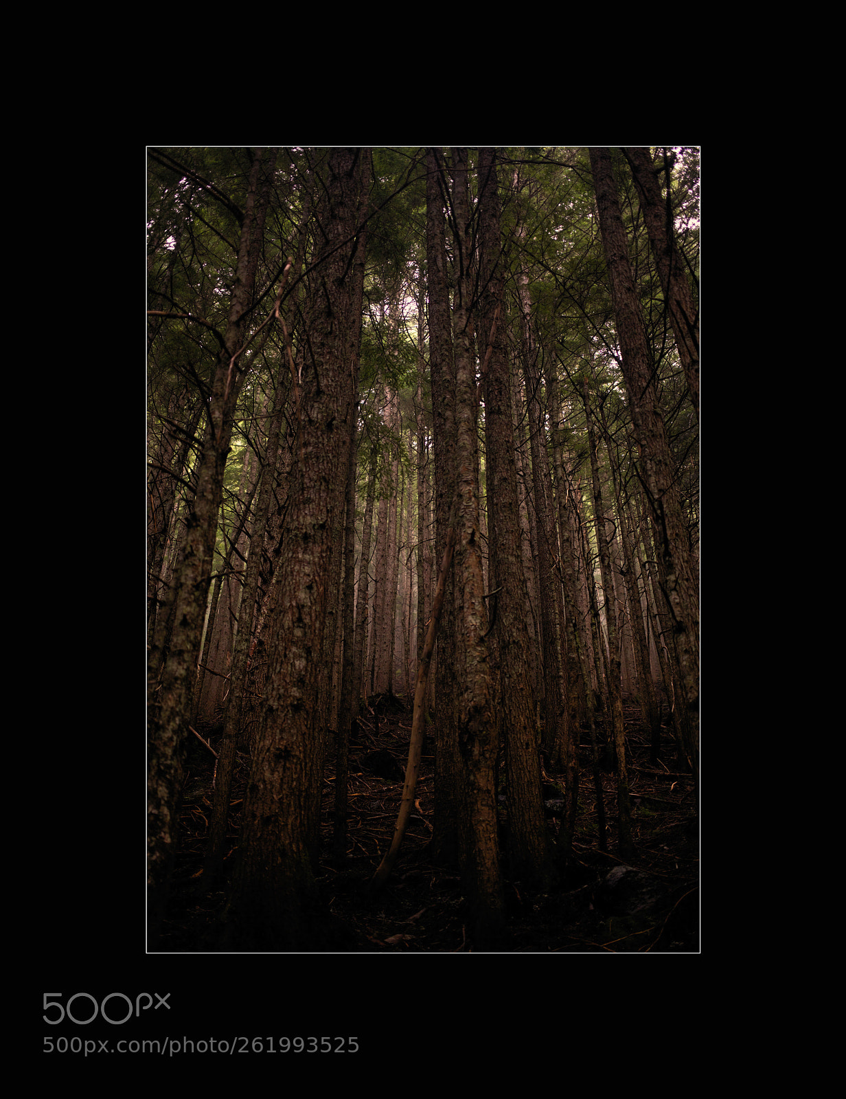 Canon EOS 5D Mark II sample photo. Sometimes... photography