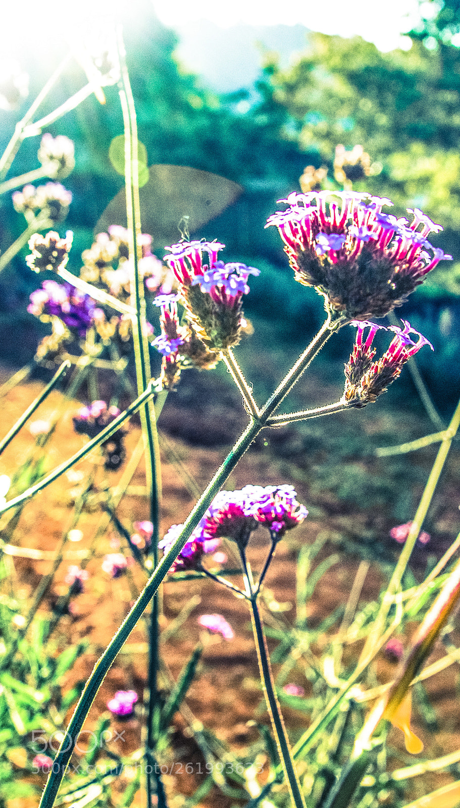 Sony SLT-A77 sample photo. Morning light 1 photography
