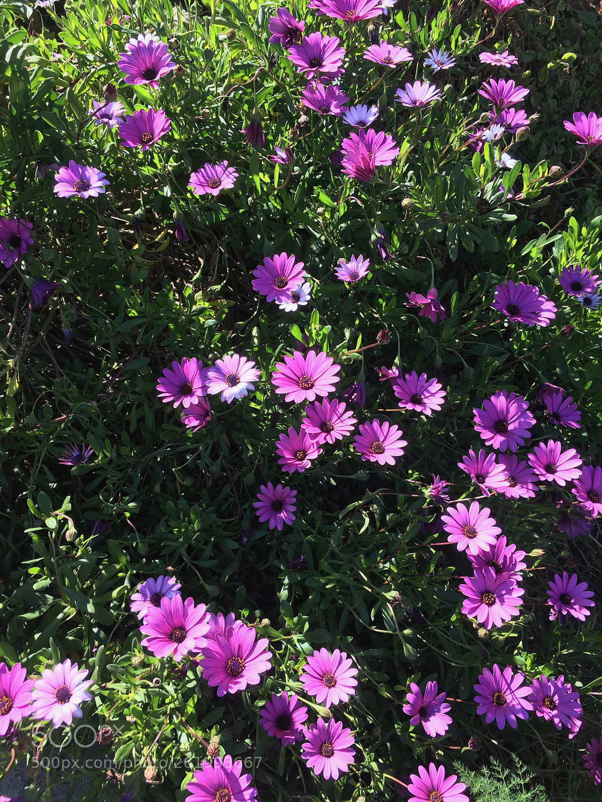 Apple iPhone 6s sample photo. Img photography