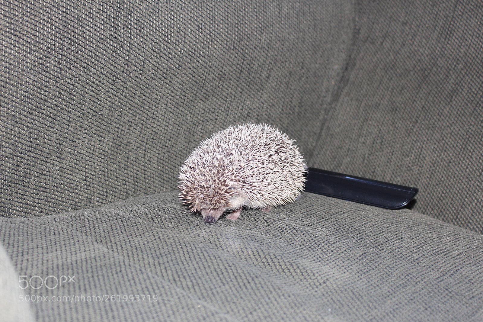 Canon EOS 700D (EOS Rebel T5i / EOS Kiss X7i) sample photo. Img photography