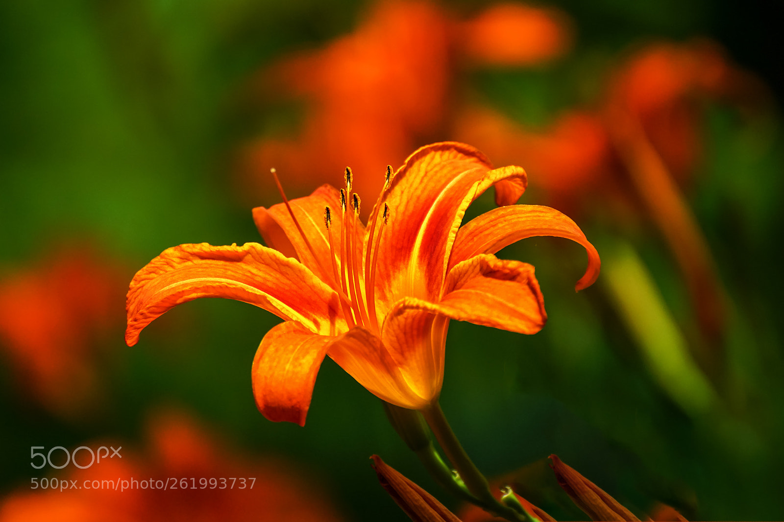 Sony ILCA-77M2 sample photo. Daylily photography