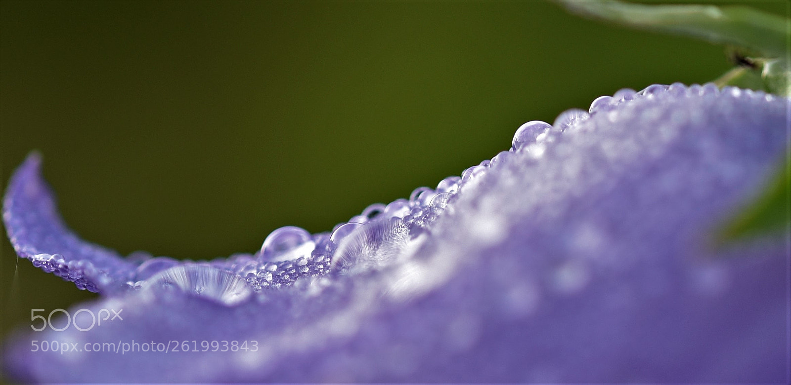 Nikon D750 + Sigma 105mm F2.8 EX DG OS HSM sample photo. Drops / damlalar / die tropfen photography