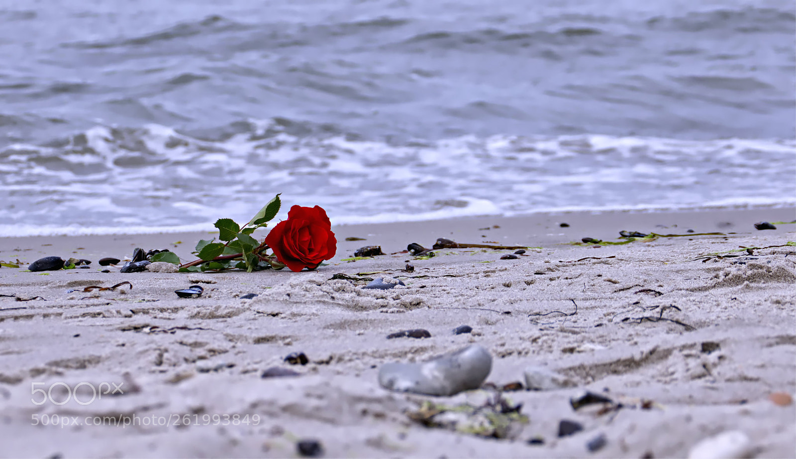 Canon EOS 750D (EOS Rebel T6i / EOS Kiss X8i) sample photo. Rose photography