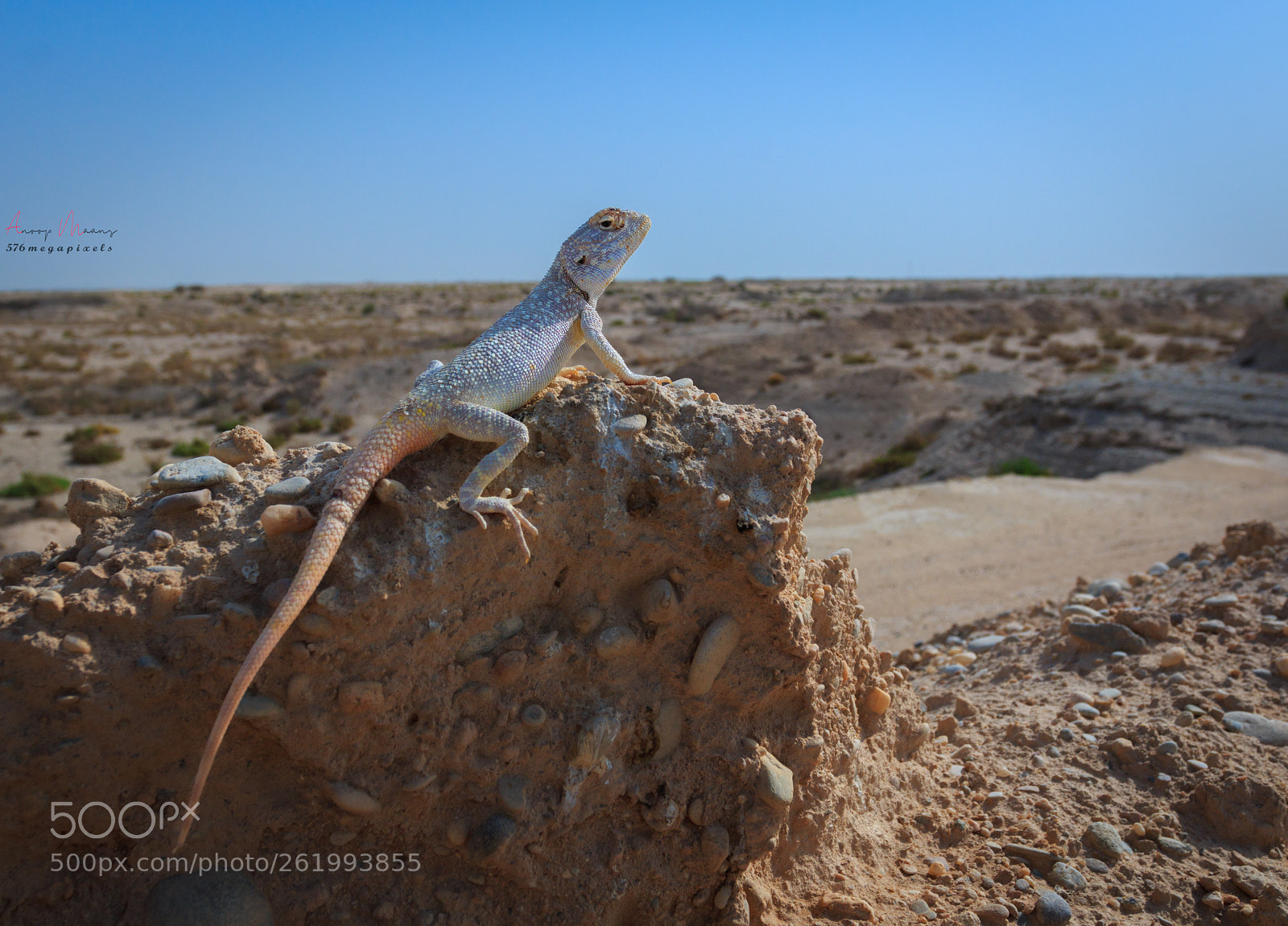 Canon EOS 70D sample photo. Yellow spotted agama photography