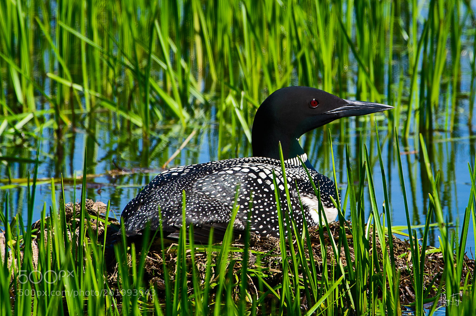 Pentax K-3 II sample photo. Waiting photography