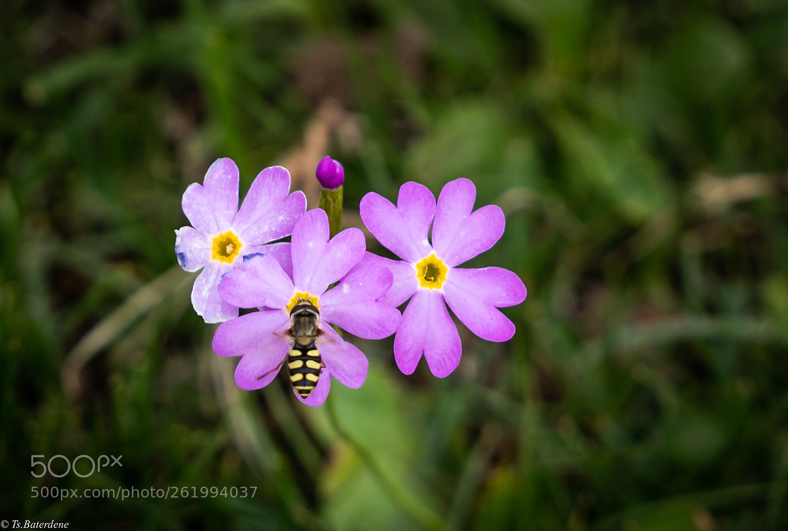 Sony a7R III sample photo. Silvery primrose photography