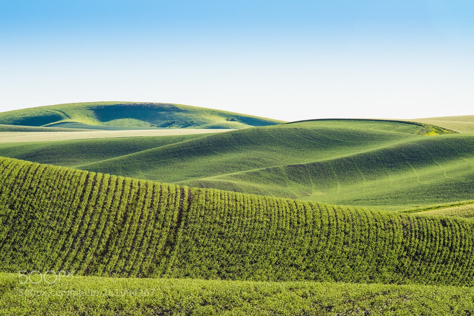Nikon D810 sample photo. Rolling green hills of photography