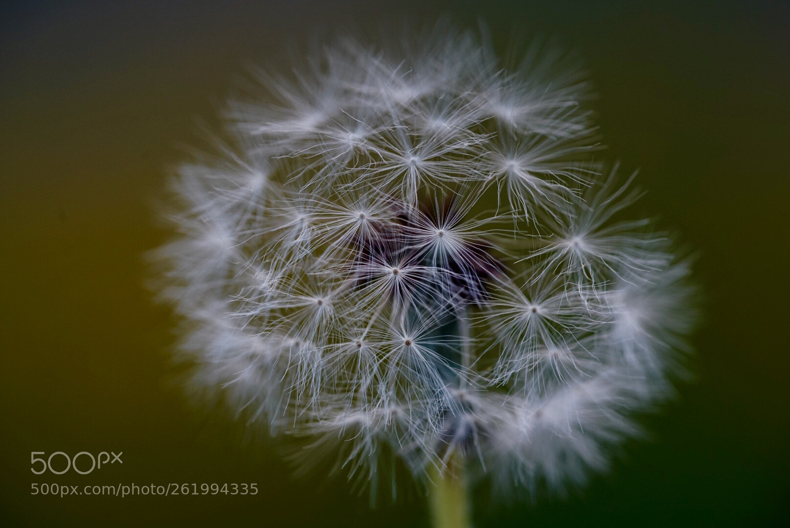 Sony a7R III sample photo. 蒲公英 photography