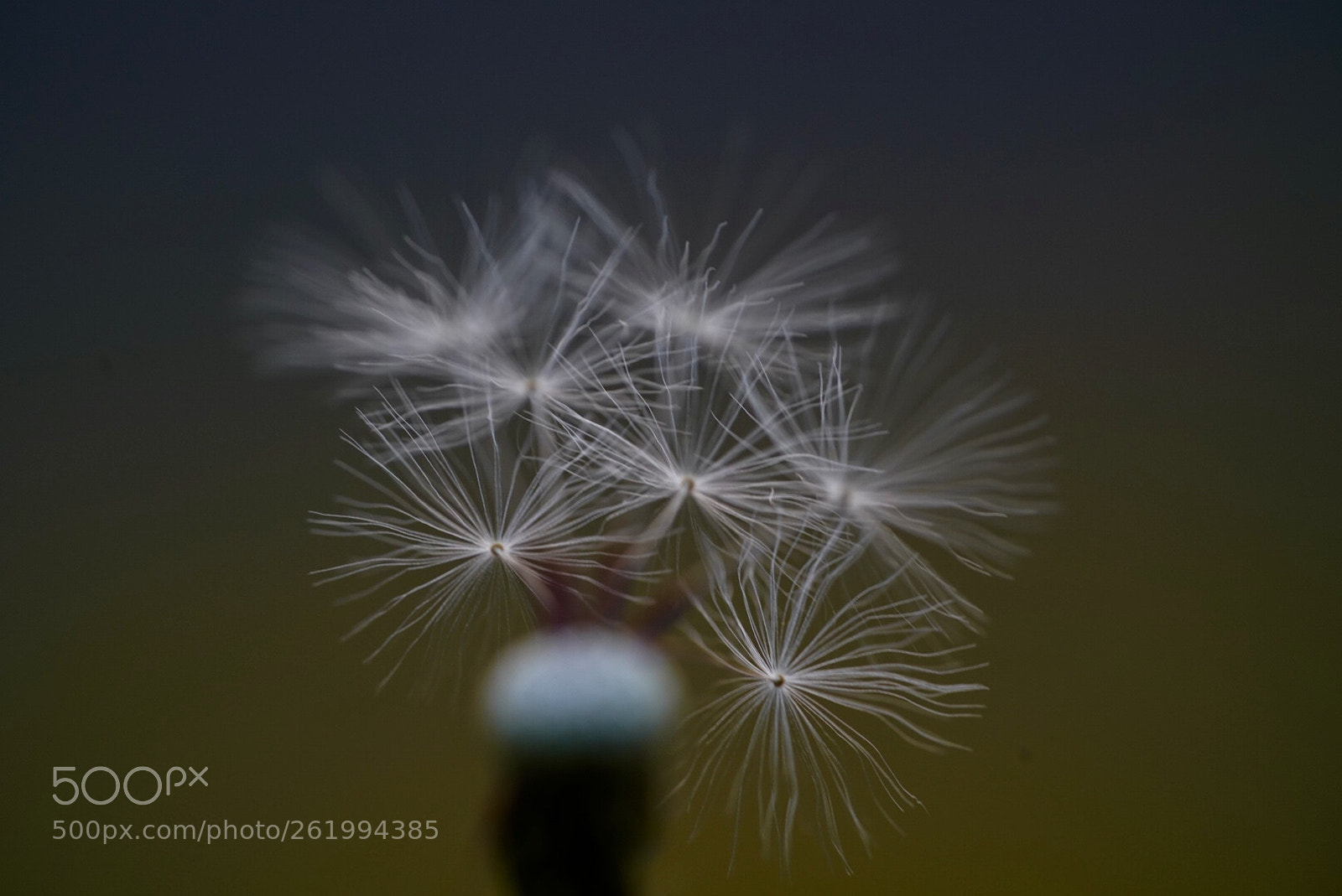 Sony a7R III sample photo. 蒲公英 photography