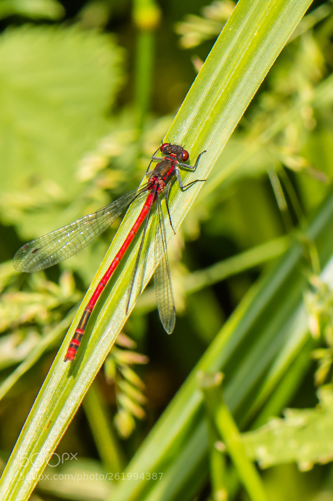 Nikon D500 sample photo. Dragon fly photography
