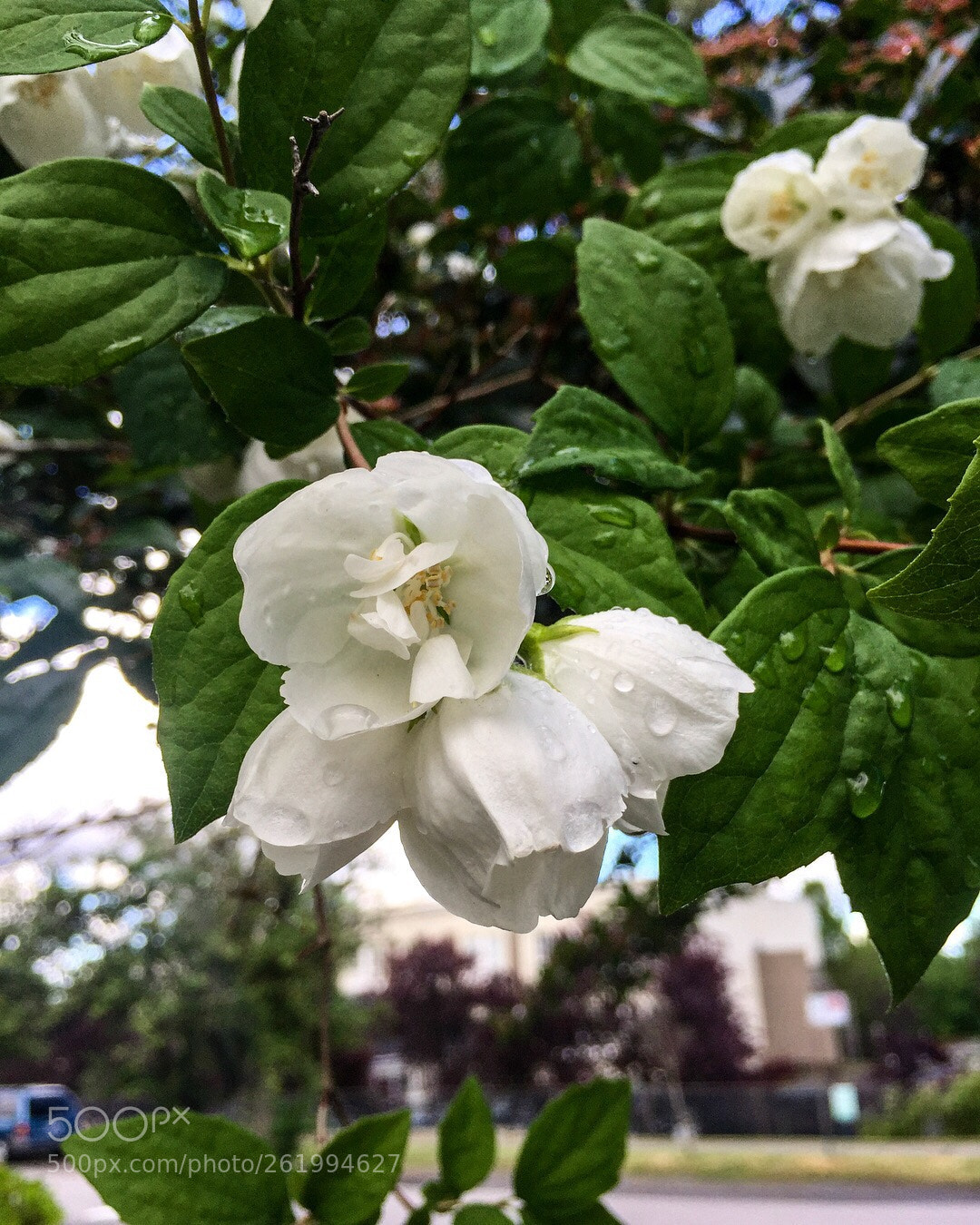 Apple iPhone 6 sample photo. Flowers after the rain photography