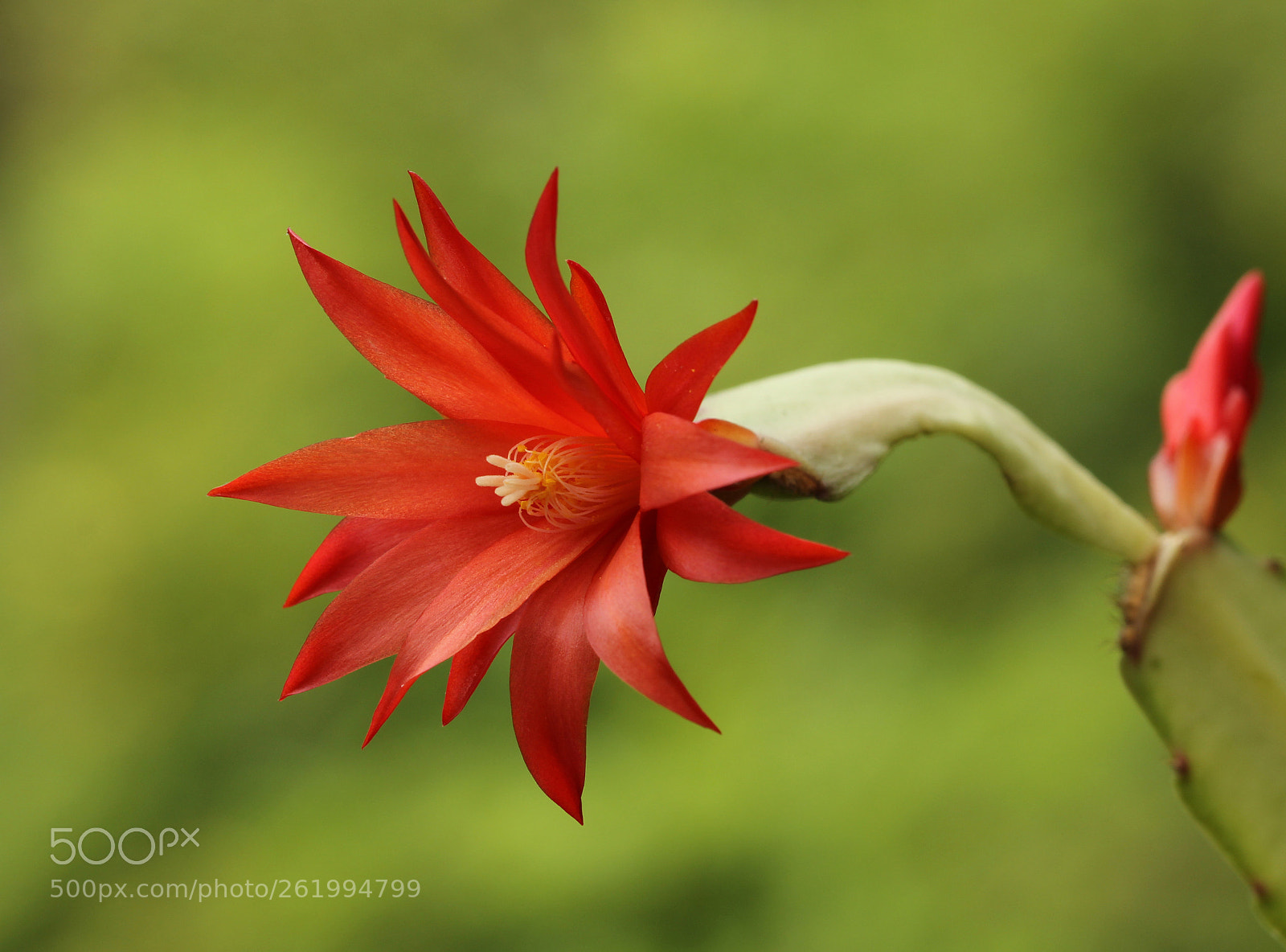 Canon EOS 60D sample photo. Zygocactus flower photography