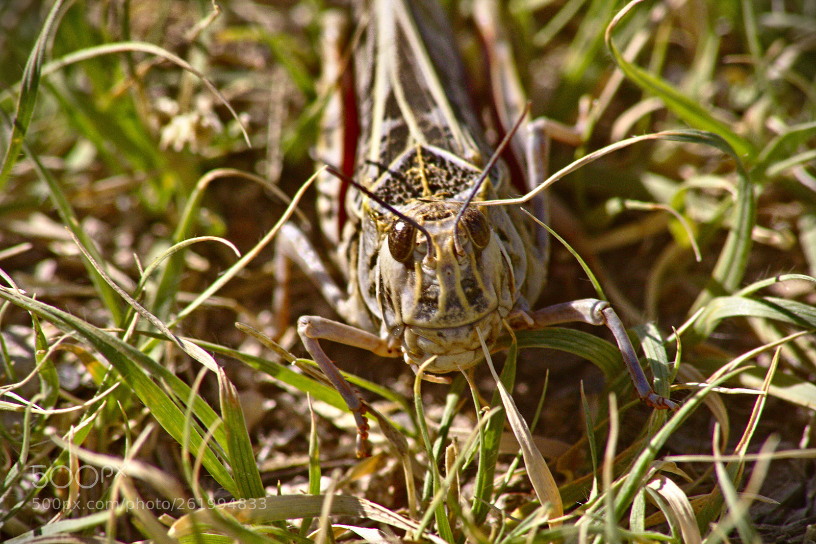 Canon EOS 1000D (EOS Digital Rebel XS / EOS Kiss F) sample photo. Grasshopper photography