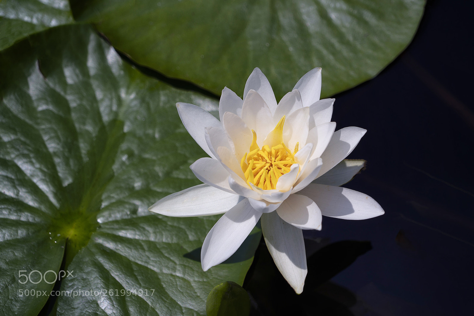 Sony a7R III sample photo. White water lily blossom photography