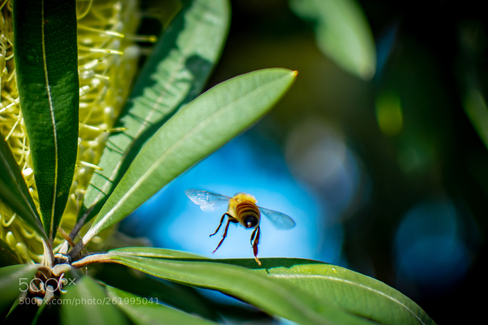 Nikon D5300 sample photo. Coming in for landing photography