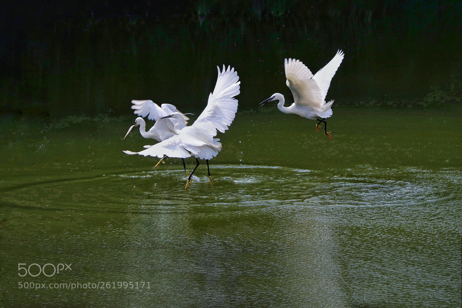 Canon EOS 80D sample photo. Untitled photography