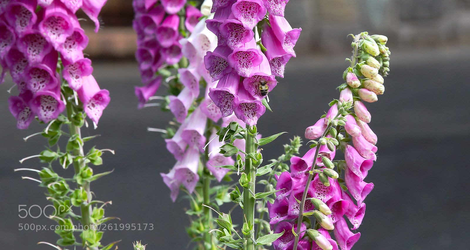 Canon EOS 5D Mark IV sample photo. Spring bee photography