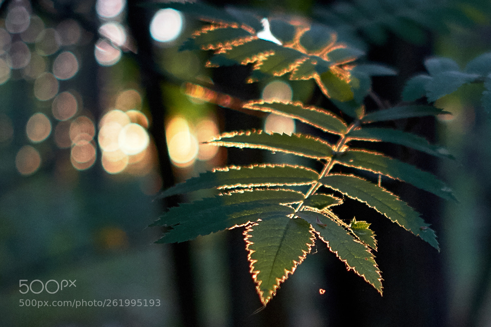 Fujifilm X-T2 sample photo. Sunset light photography
