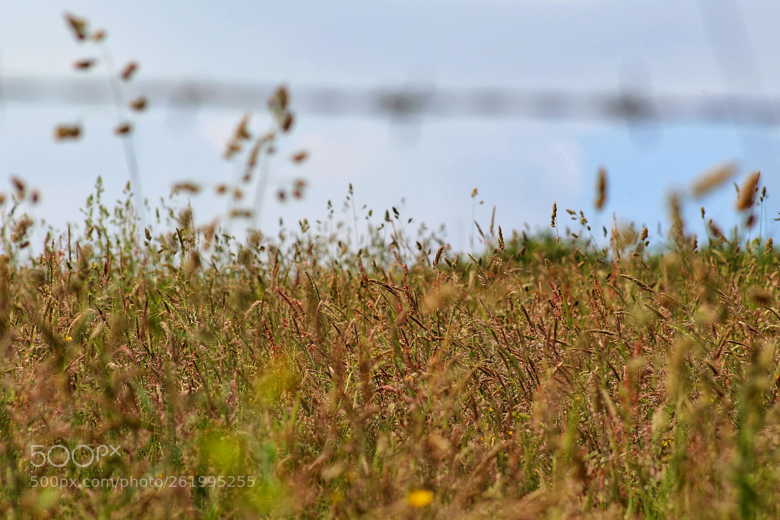 Canon EOS 1300D (EOS Rebel T6 / EOS Kiss X80) sample photo. Upland grasses photography