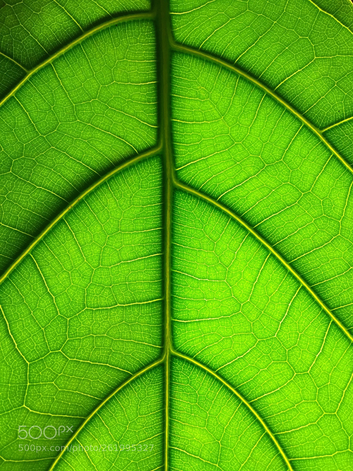 Apple iPhone 6 sample photo. Ficus photography