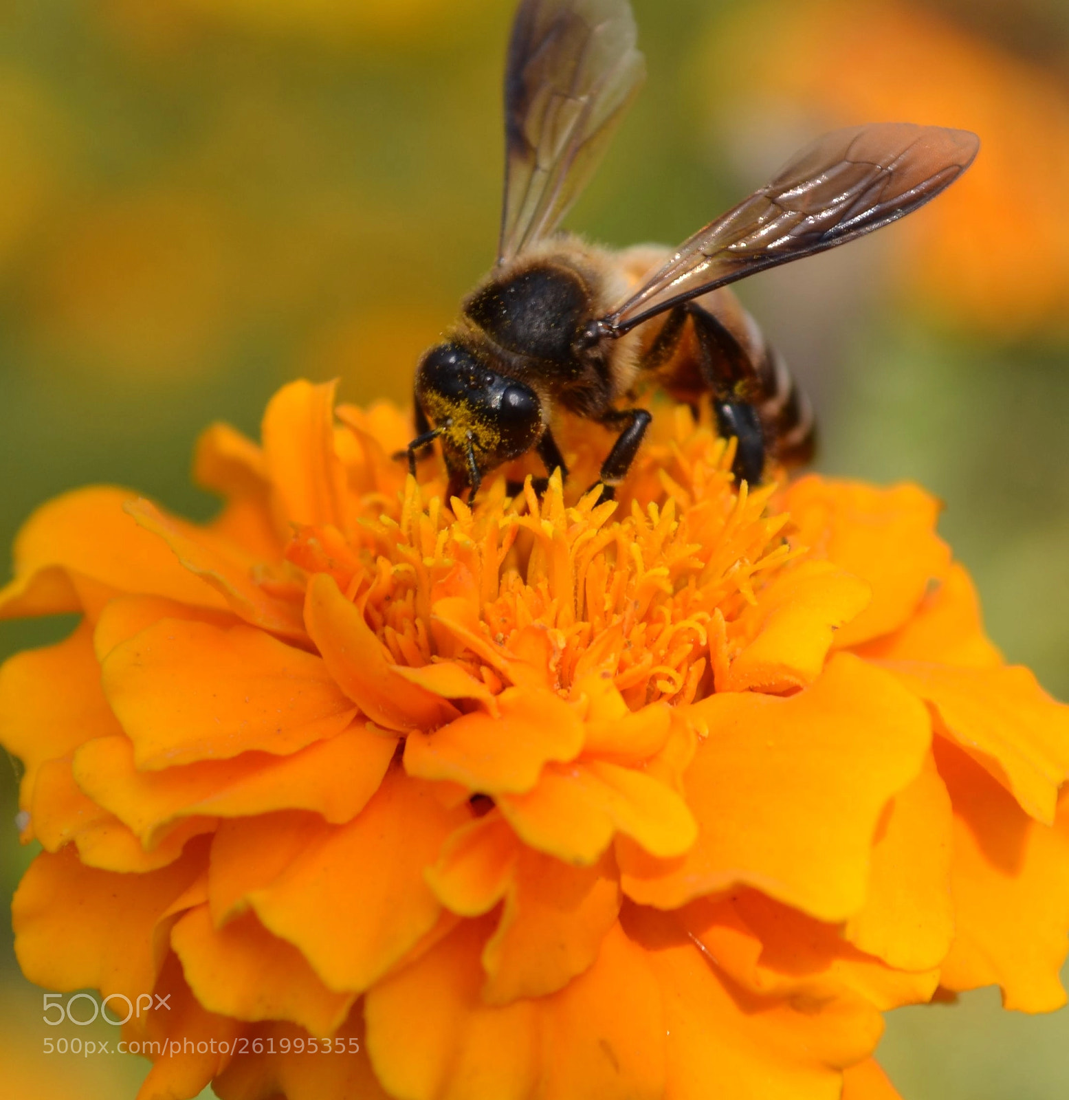Nikon D3100 sample photo. Marigold bee photography