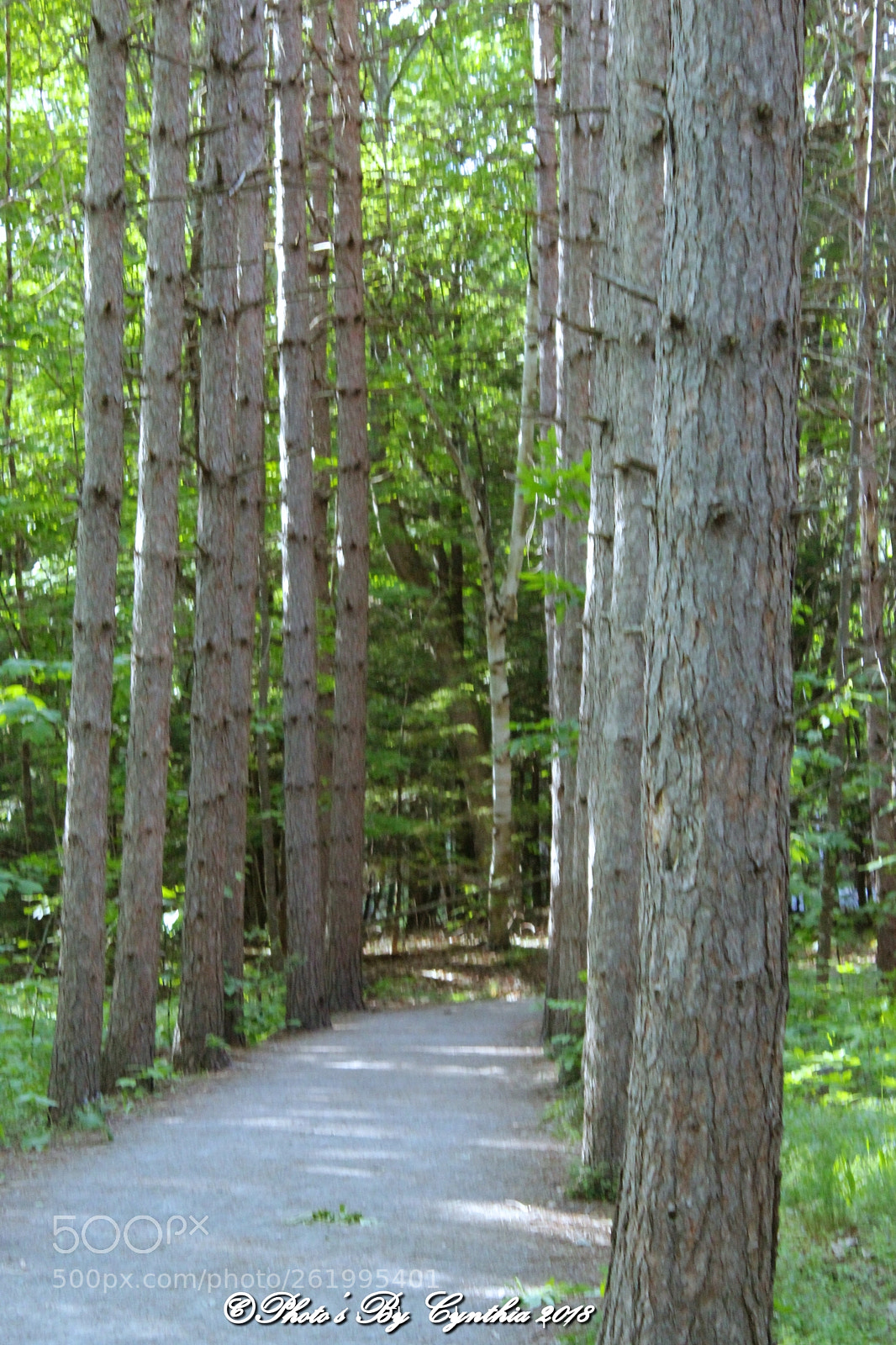 Canon EOS 1300D (EOS Rebel T6 / EOS Kiss X80) sample photo. Tree lined path photography