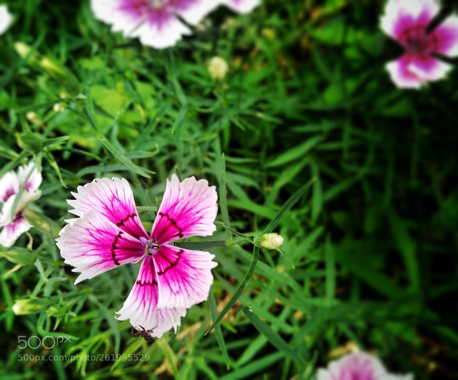 Xiaomi Redmi 5 sample photo. Untitled photography