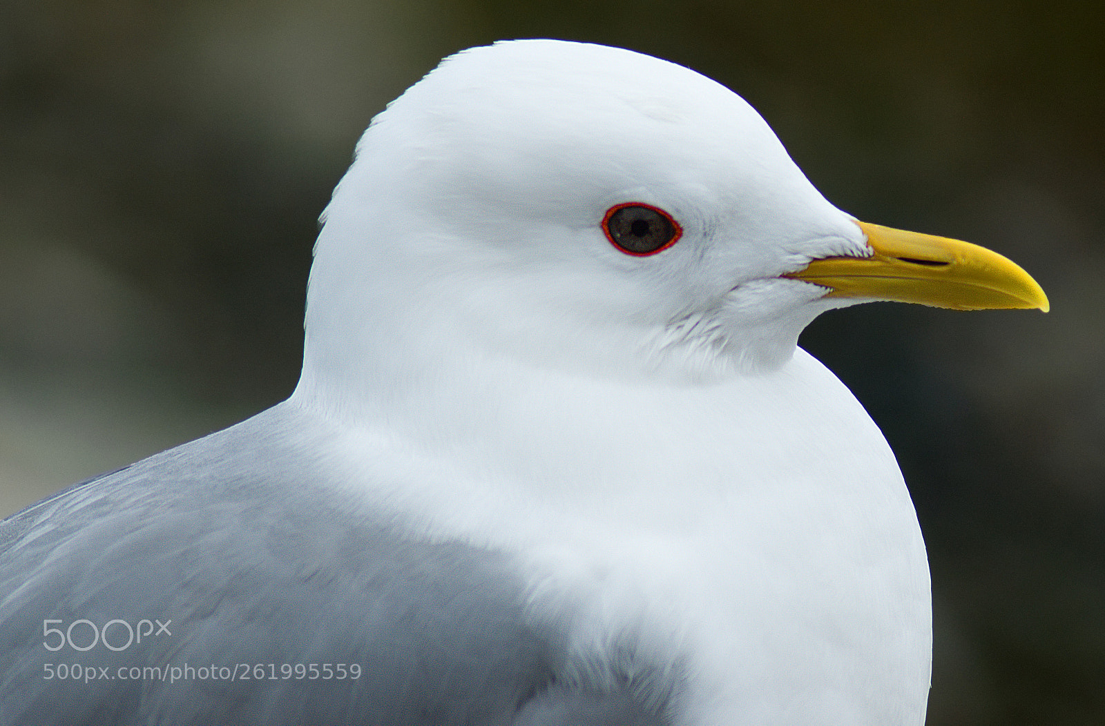 Nikon D5300 sample photo. Red-eyed gull photography