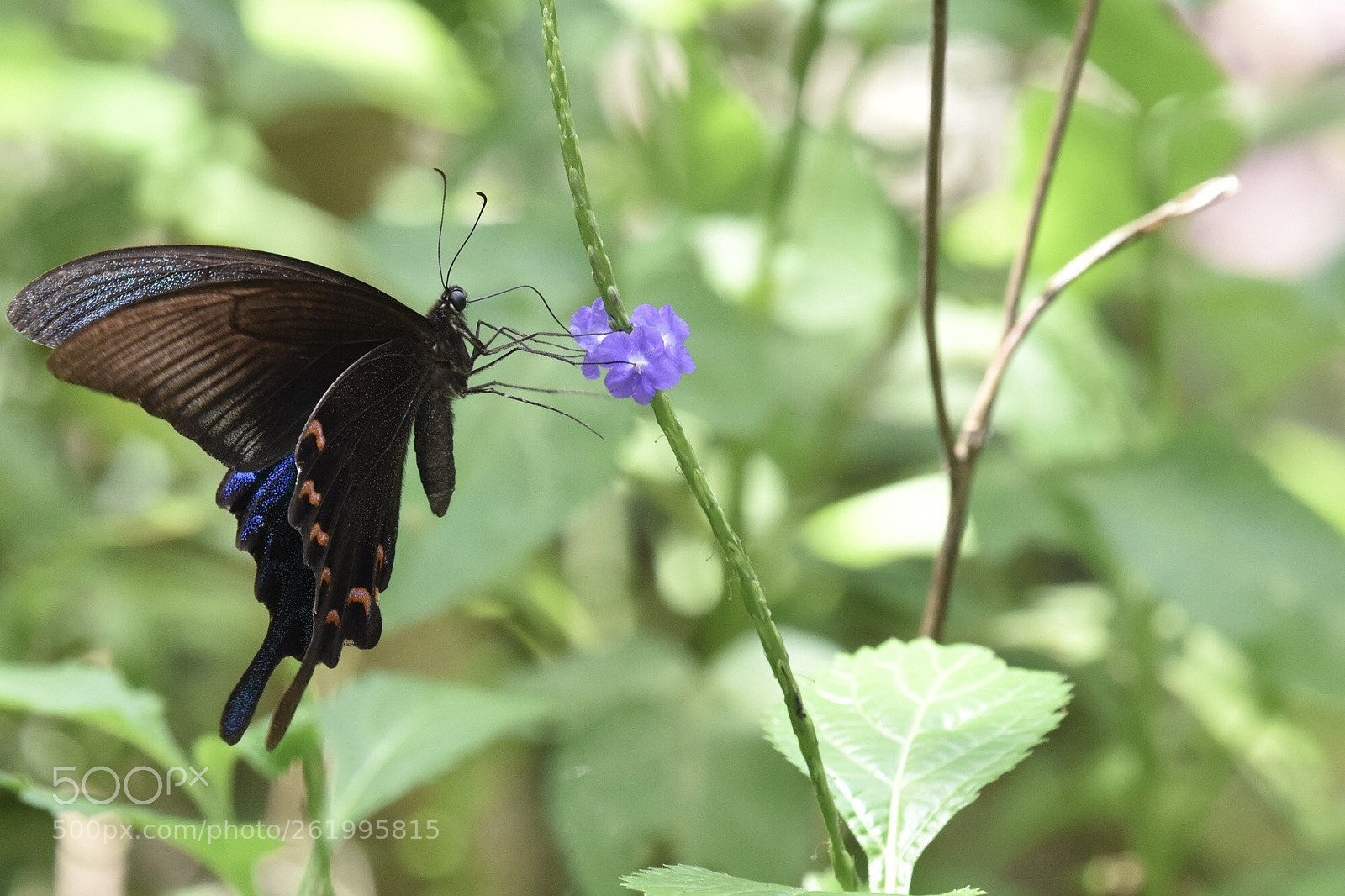 Nikon D810 sample photo. Untitled photography