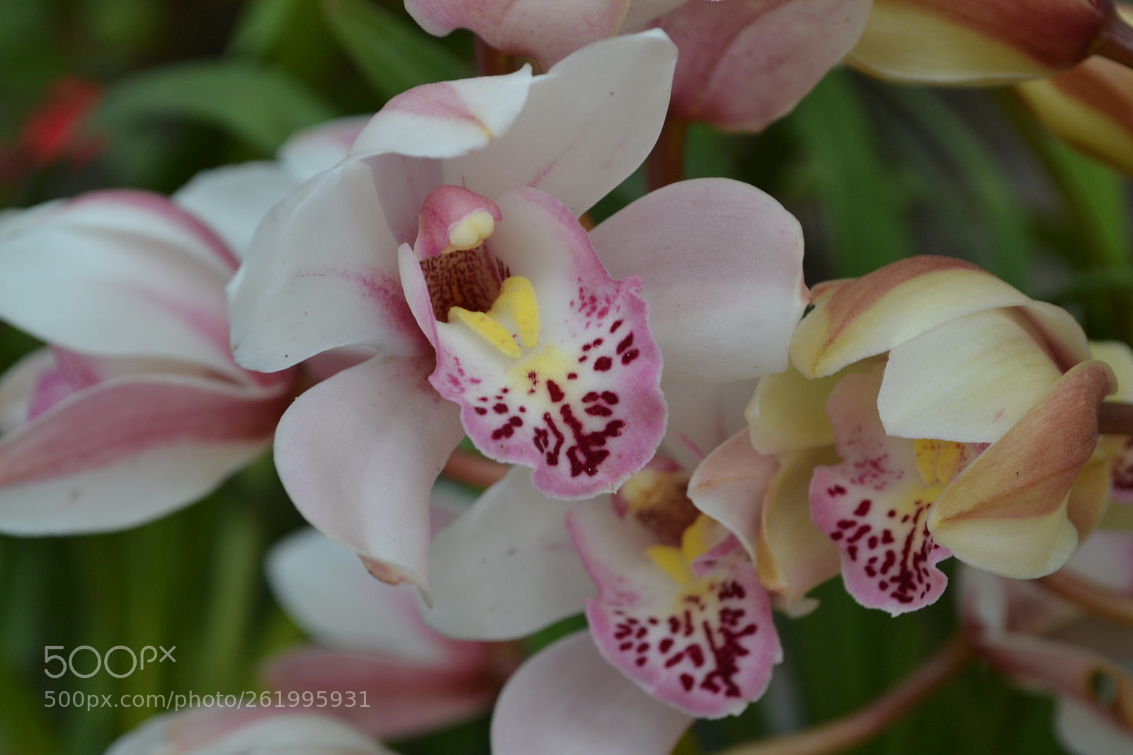Nikon D3100 sample photo. F1 photography