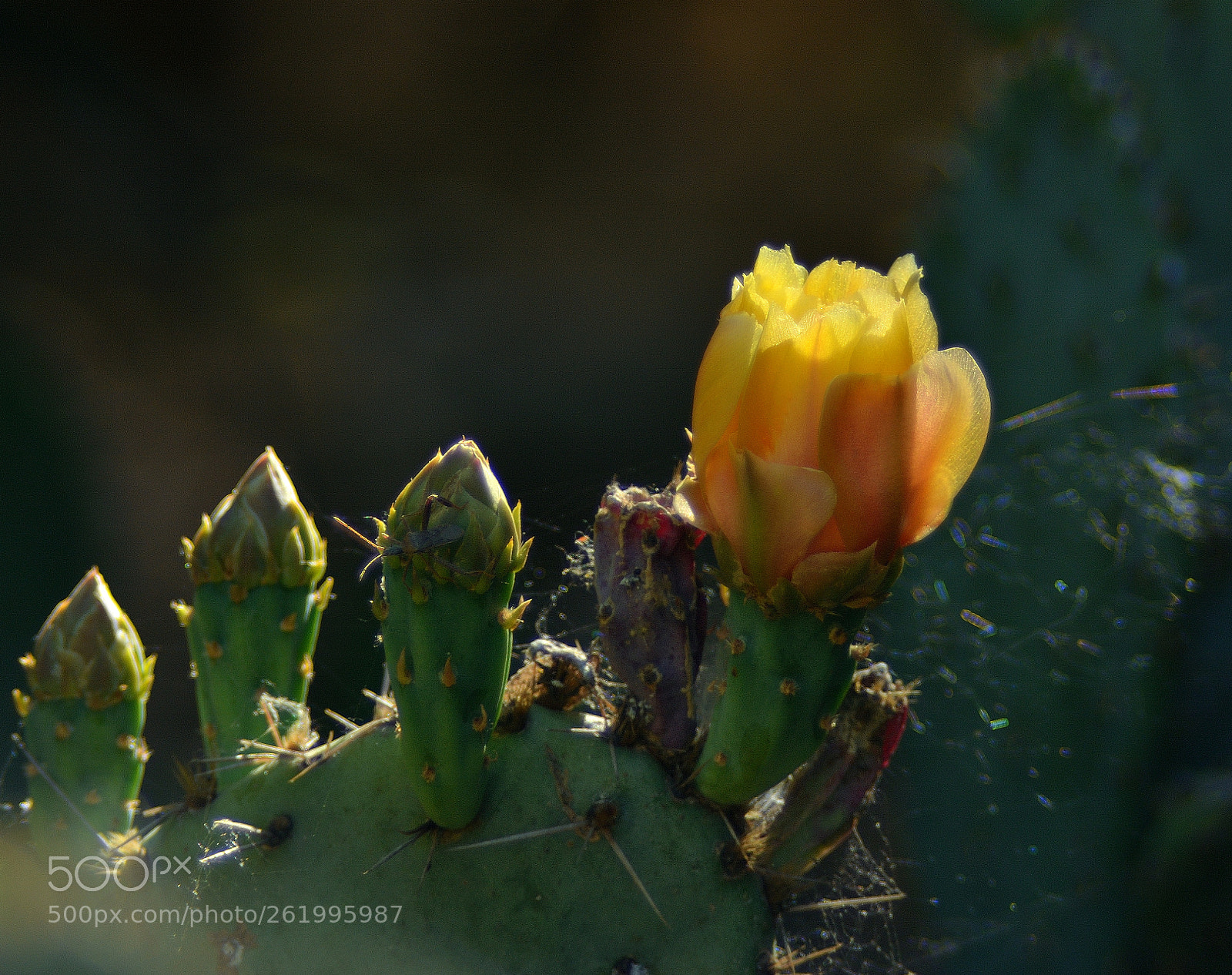 Nikon D7100 sample photo. Cactus flower photography