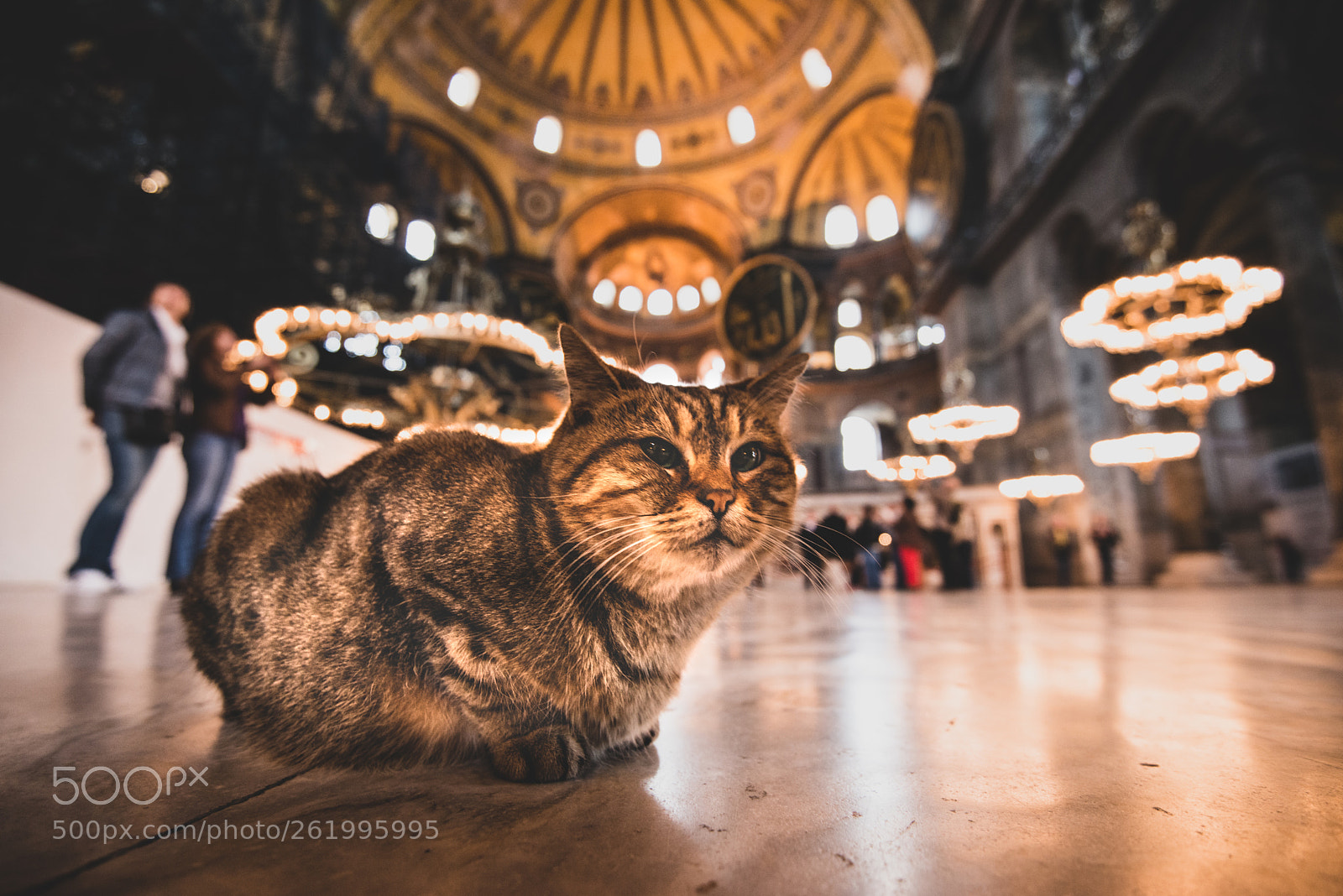 Nikon D800 sample photo. The cat and the photography