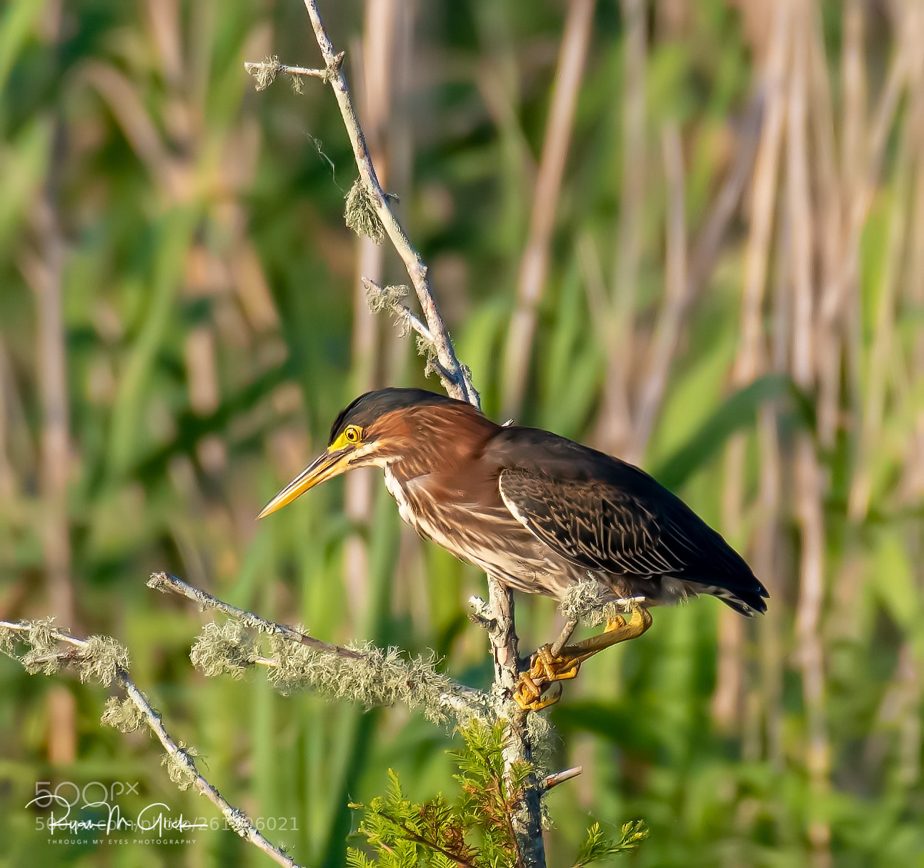 Nikon D850 sample photo. Juvenile green heron photography