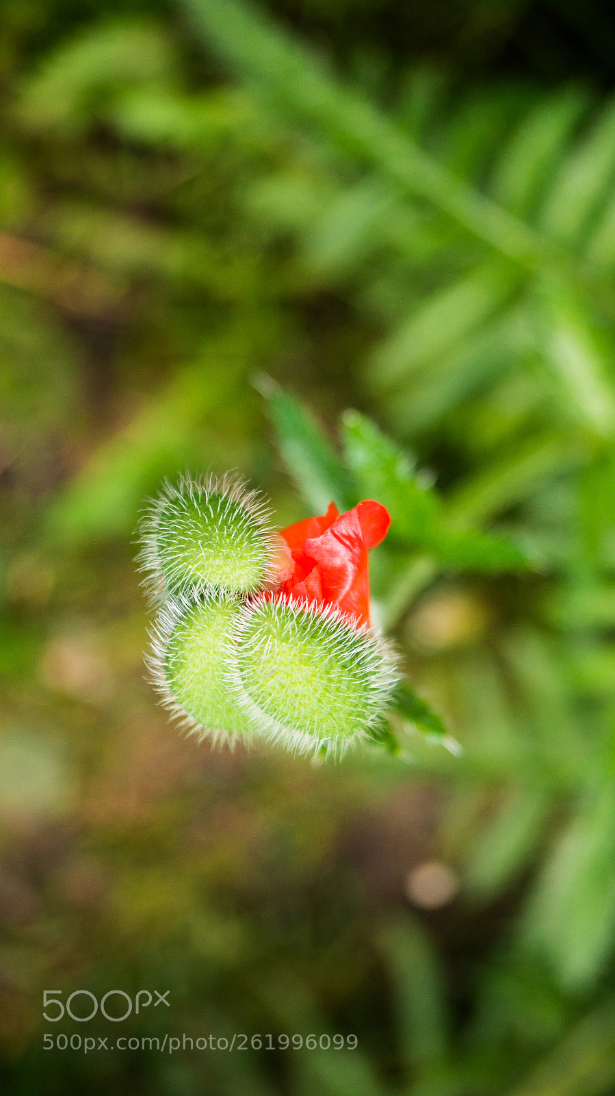 Sony SLT-A37 sample photo. мак photography