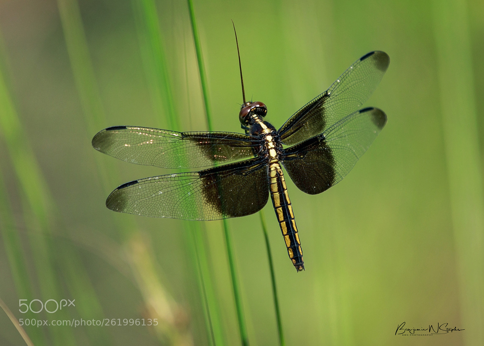 Canon EOS 80D sample photo. Widow skimmer... photography