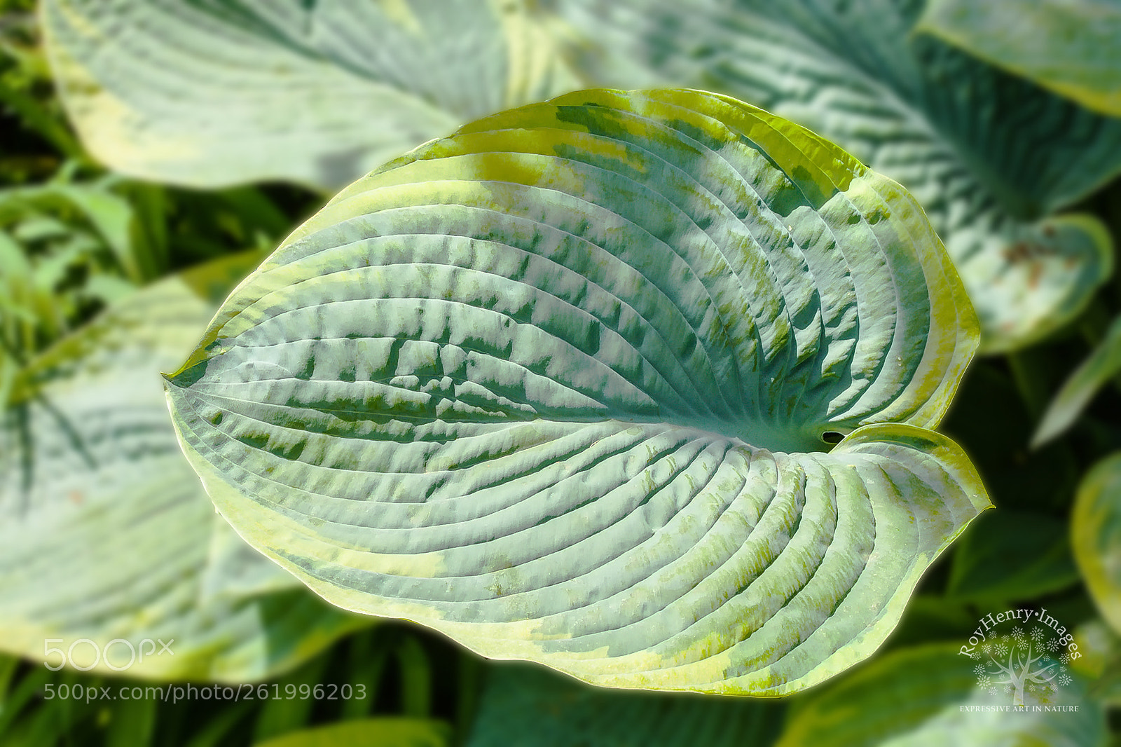 Canon EOS 5D Mark II sample photo. Hosta leaf photography