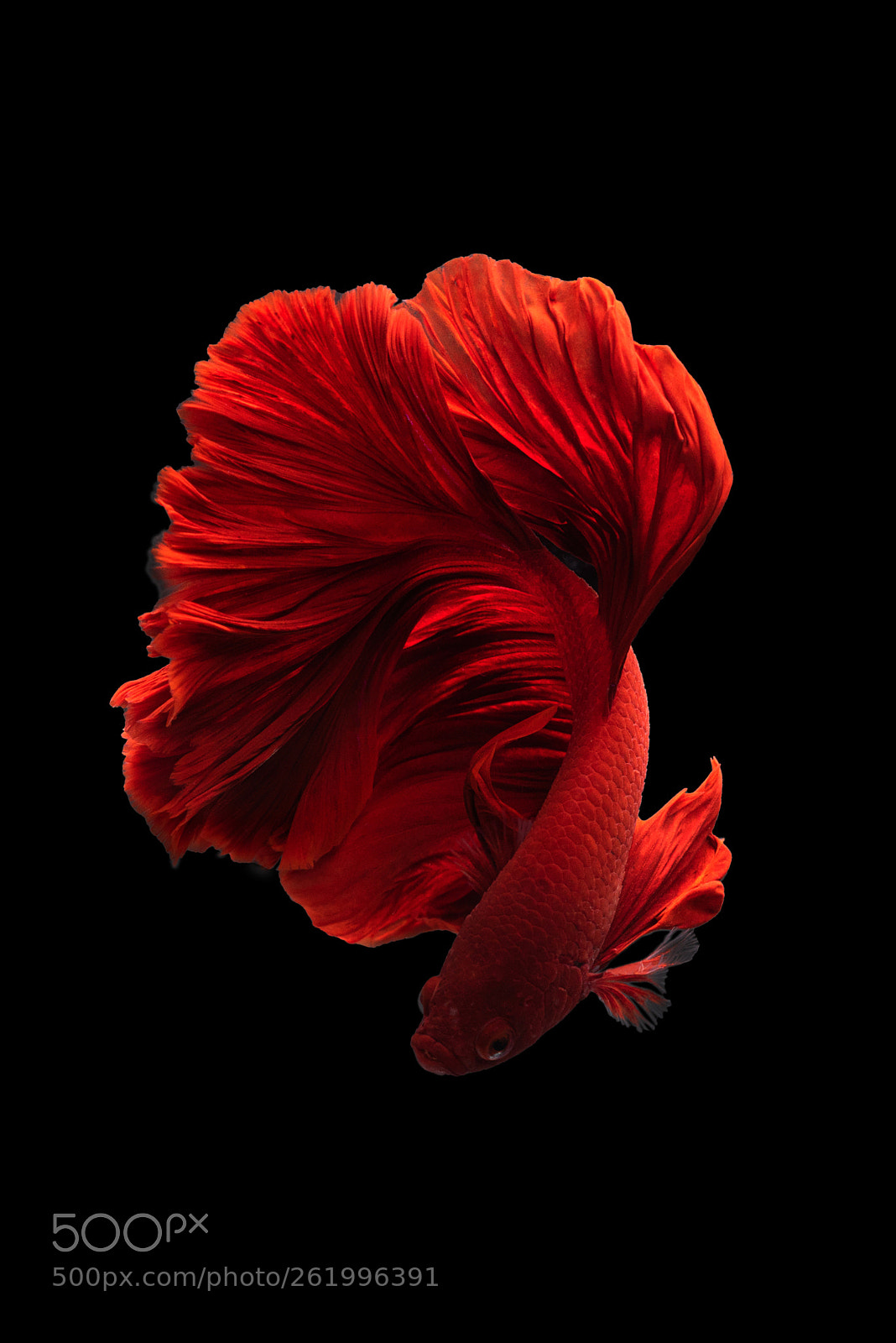 Nikon D810 sample photo. Red siamese fighting fish photography