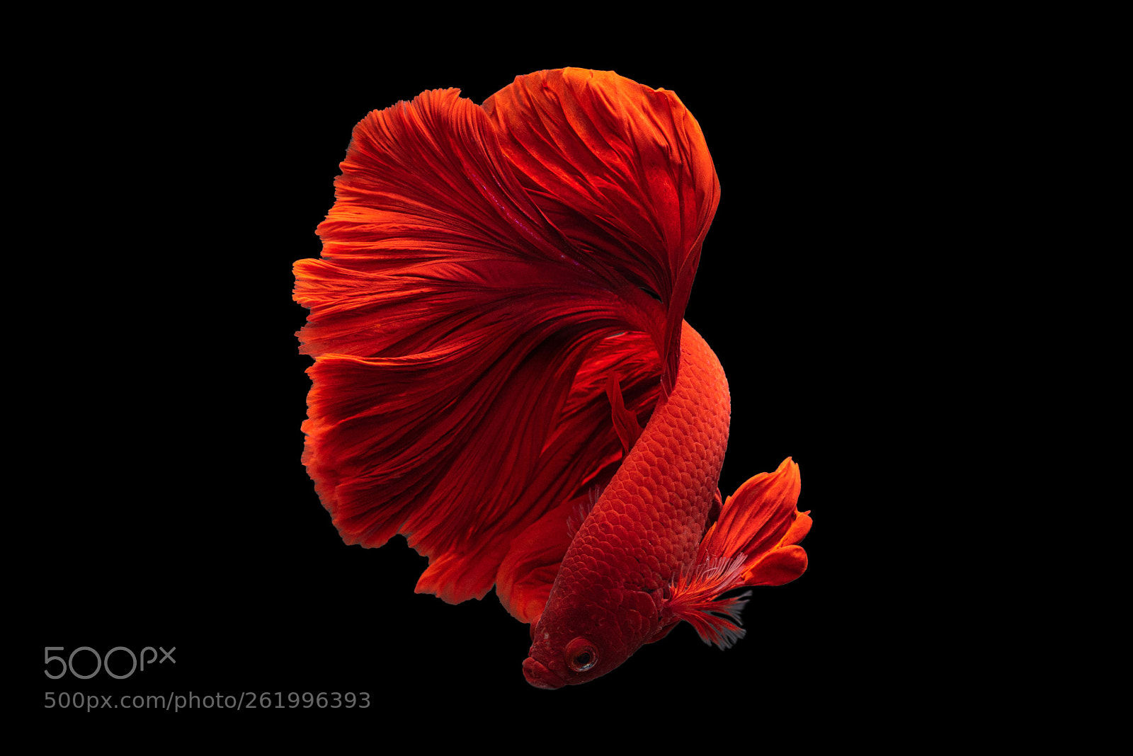 Nikon D810 sample photo. Red siamese fighting fish photography