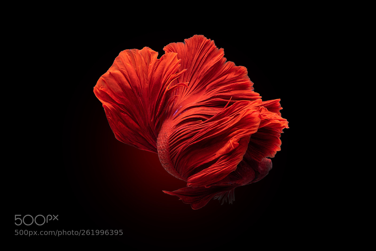 Nikon D810 sample photo. Red siamese fighting fish photography
