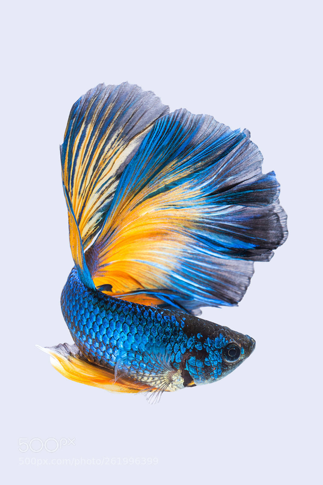 Nikon D810 sample photo. Blue yellow siamese fighting photography