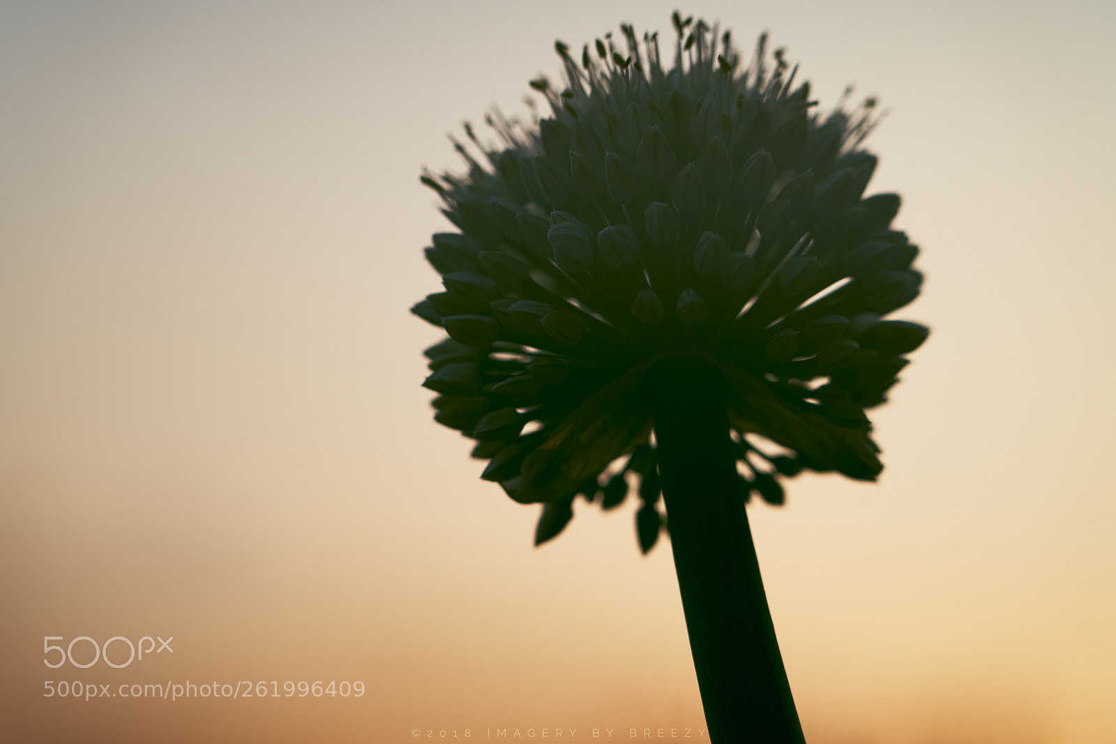 Sony a7R III sample photo. Flower photography