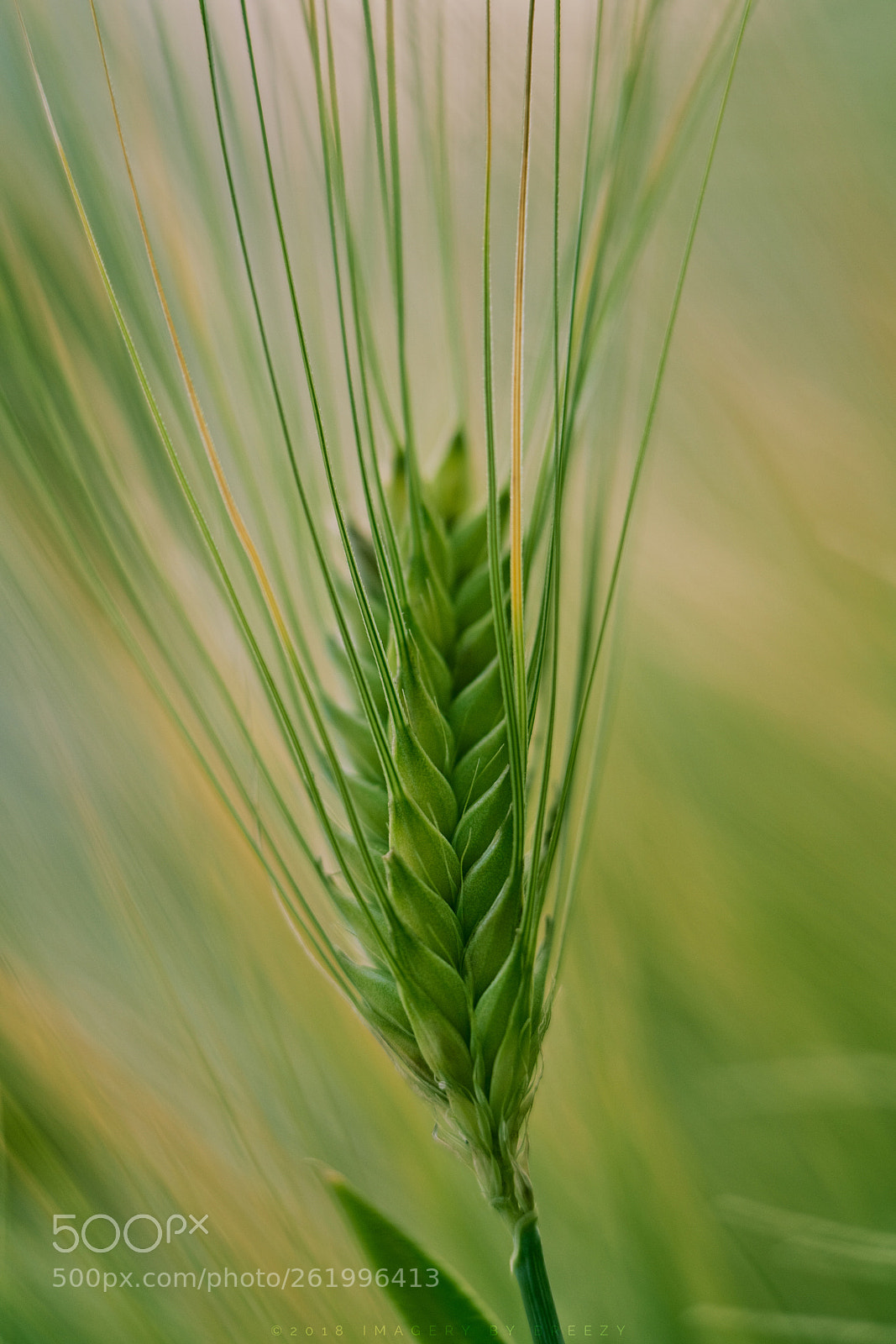 Sony a7R III sample photo. Barley photography