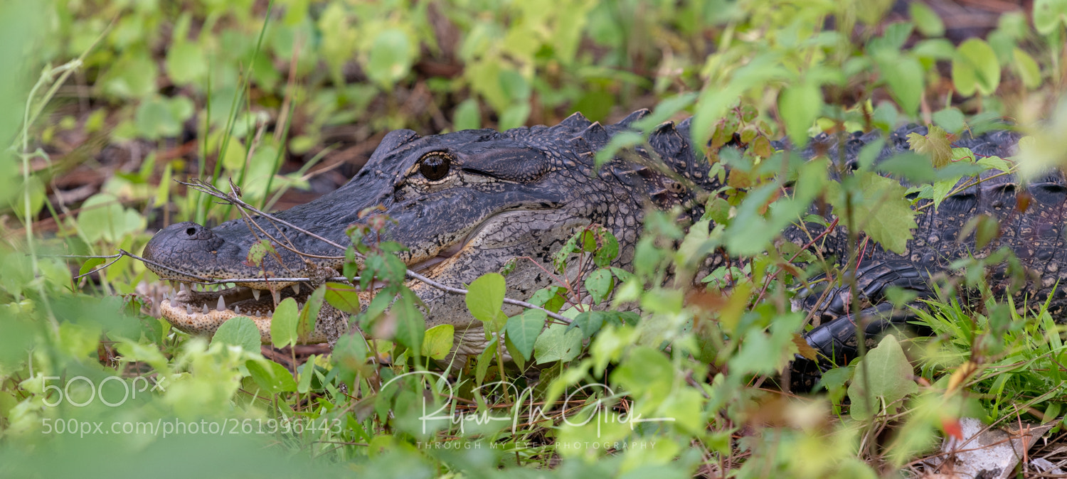 Nikon D850 sample photo. Gator photography