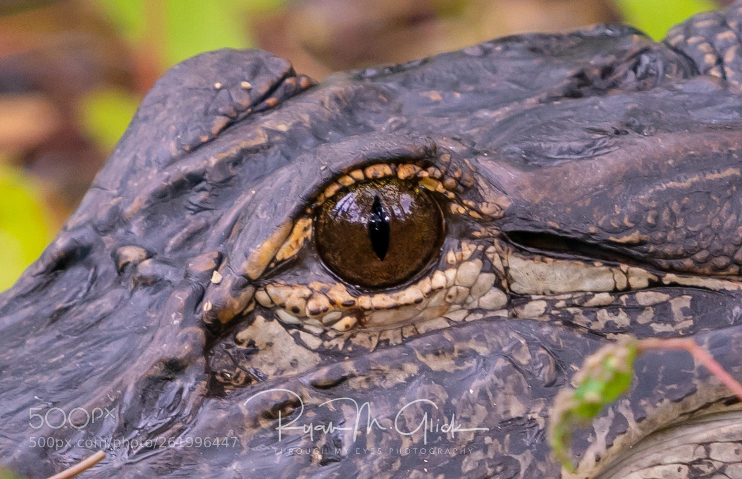 Nikon D850 sample photo. Gator eye photography