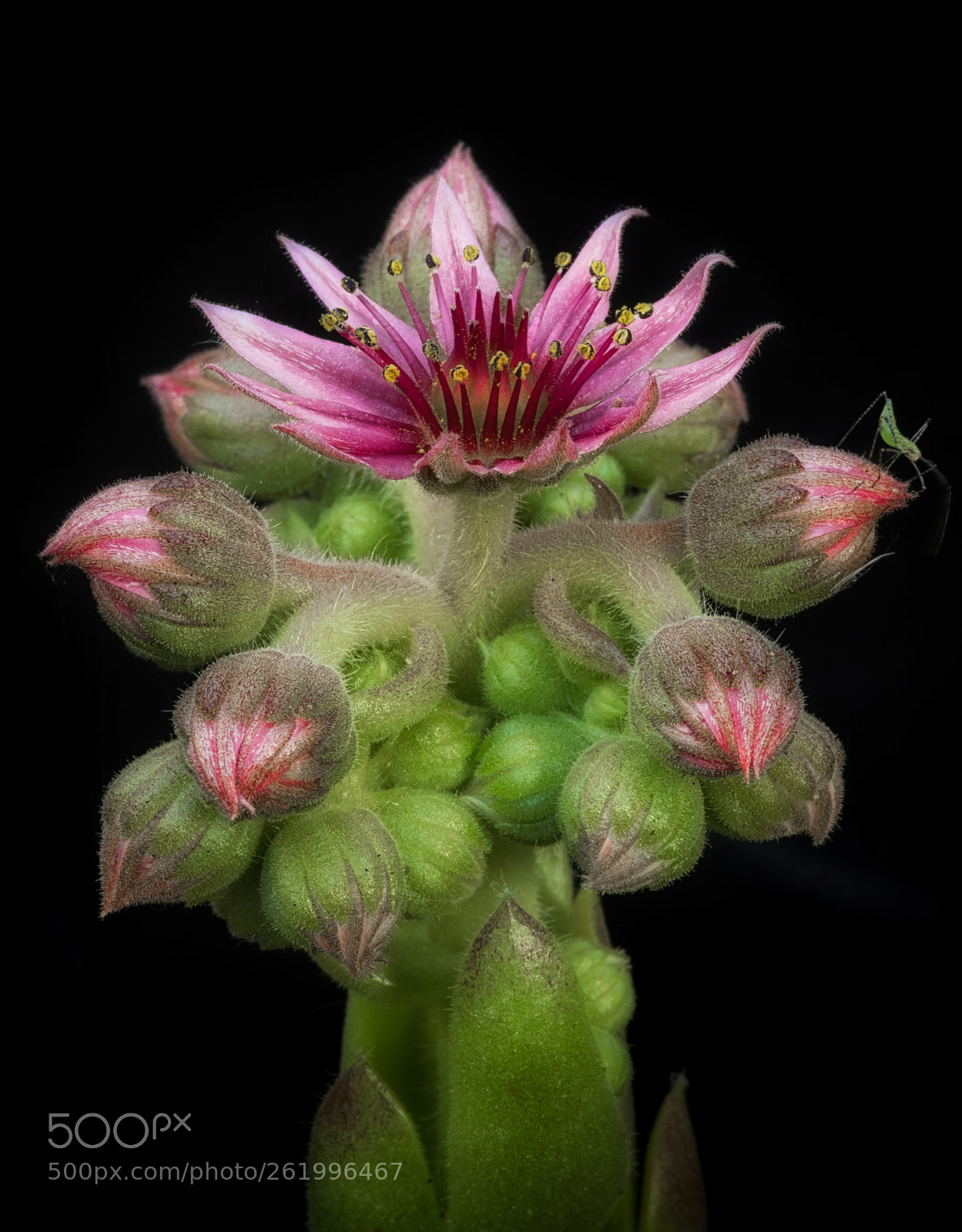Canon EOS 5D Mark IV sample photo. Flower & bug photography
