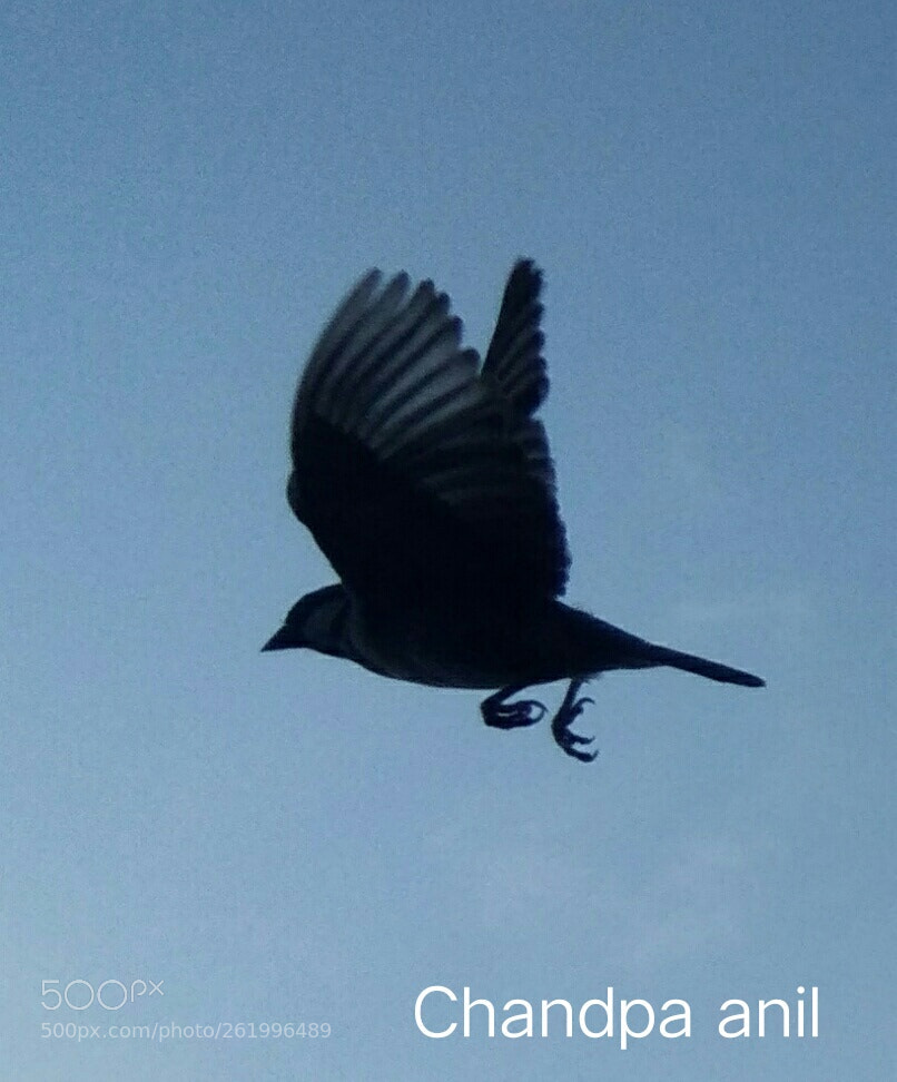 vivo Y55s sample photo. Untitled photography