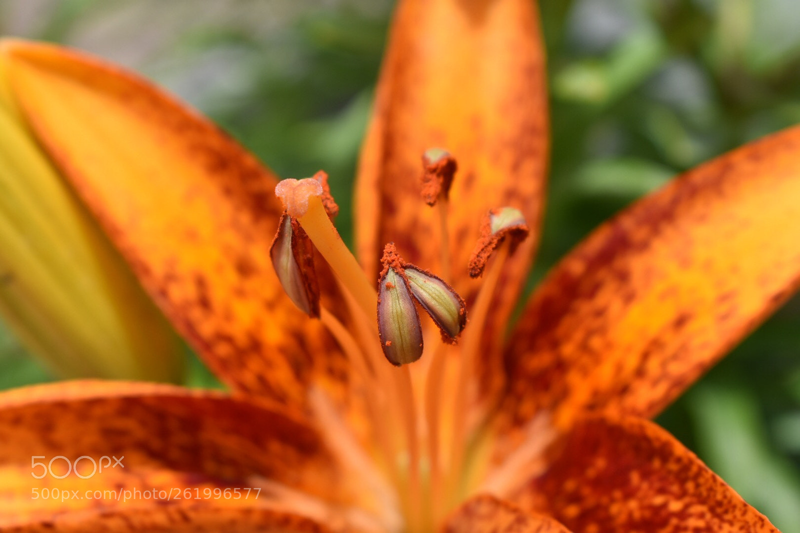 Nikon D3400 sample photo. Asiatic lily close-up photography